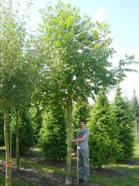 Flügelnuss / Flügelnuss