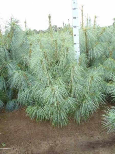 Pinus wallichiana (Tränen-Kiefer) 80–100 cm m. B., junger Nadelbaum mit langen, blaugrünen, hängenden Nadeln