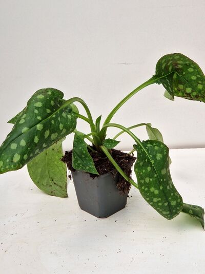 Pulmonaria saccharata 'Smokey Blue' / Lungenkraut 'Smokey Blue' P11 mit grünen, silbrig gefleckten Blättern im Topf