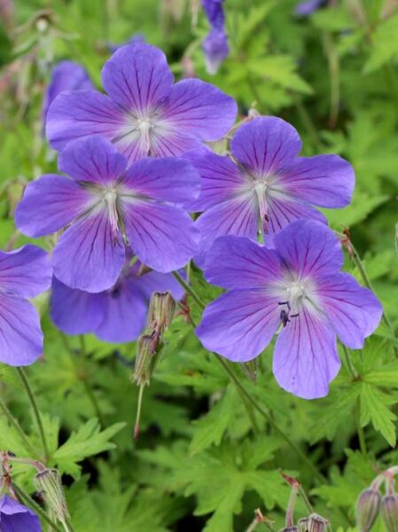 Geranium x pratense 'Johnson's Blue' / Storchschnabel