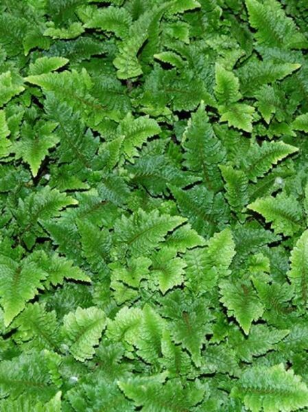 Kleiner Schildfarn 'Congestum' / Polystichum setiferum 'Congestum'