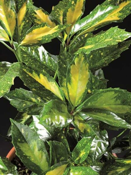 Japanische Aukube 'Picturata' / Aucuba japonica 'Picturata'