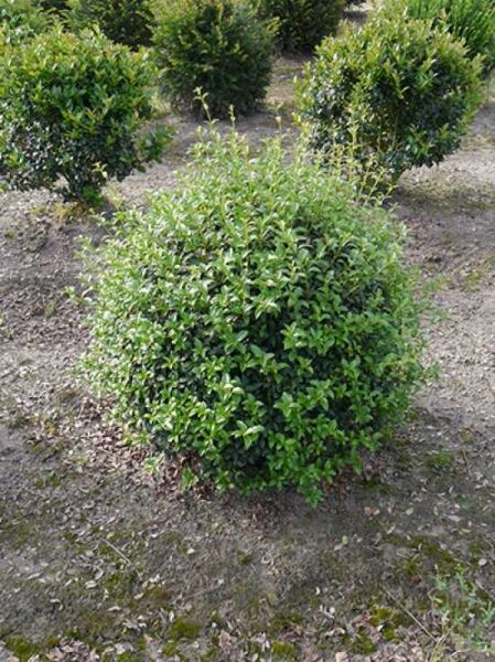 Osmanthus burkwoodii „Kugel“, Frühlings-Duftblüte als kugelförmiger, immergrüner Strauch im Beet, 60–70 cm mit Ballen