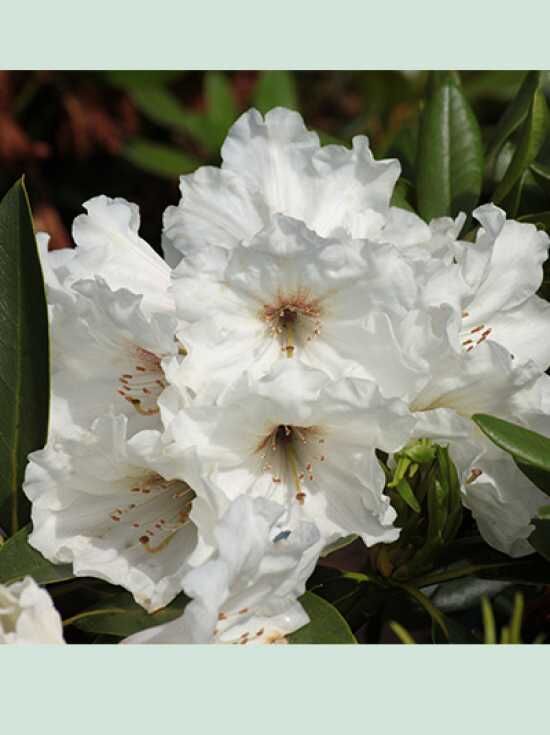 Rhododendron 'Snowkiss' - Rhododendron Hybride 'Snowkiss' - Baumschule ...
