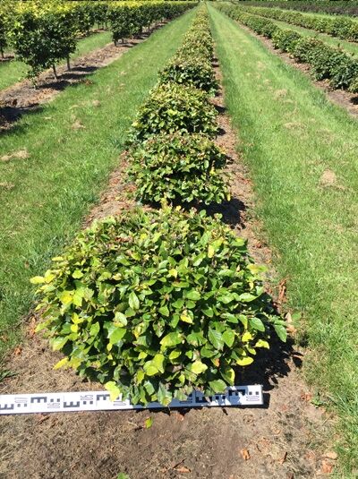 Fagus sylvatica 'Kugel' (Rotbuche 'Kugel') 50–60 cm m. Db., kugelförmiger Laubstrauch im Baumschulfeld