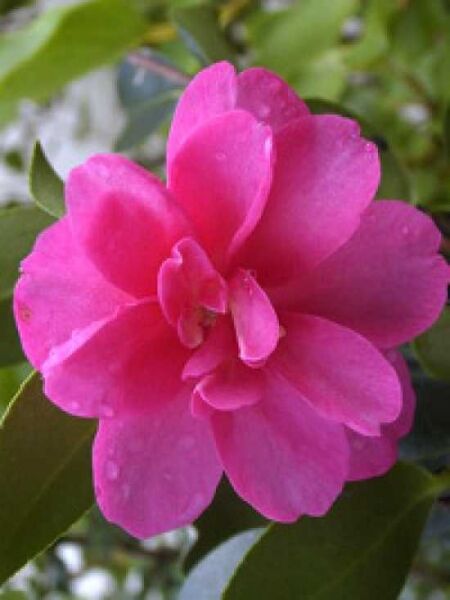 Camellia sasanqua 'Hiryu' / Herbst-Kamelie 'Hiryu'