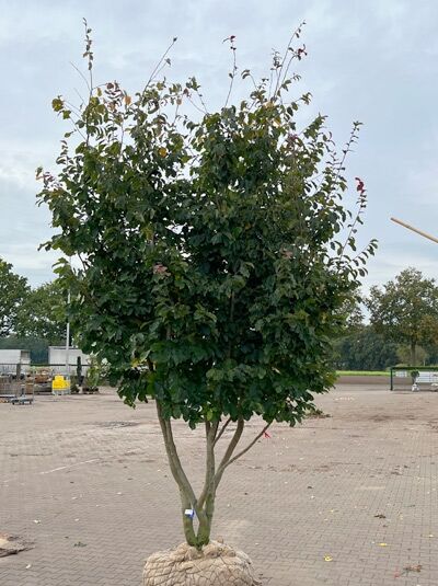 Eisenholzbaum / Parrotie 350-400 cm schirmform / Parrotia persica (1577353)