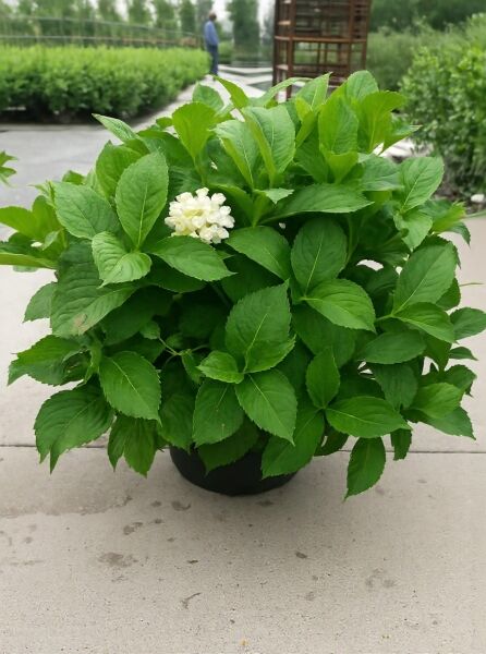 Bauern-Hortensie Hydrangea macrophylla 'Soeur Thérèse' 60-80 cm C20, grüne Blätter mit weißer Blütenkugel im Topf