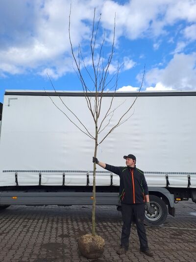Platanus acerifolia 'Bloodgood' / Ahornblättrige Platane 'Bloodgood', Hochstamm 12-14 StU mit Drahtballen, laublos, kugeliger Ballen