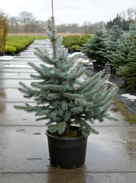 Picea pungens 'Erich Frahm' / Stech-Fichte 'Erich Frahm', 80–100 cm, im Container C12 mit blaugrünen Nadeln.