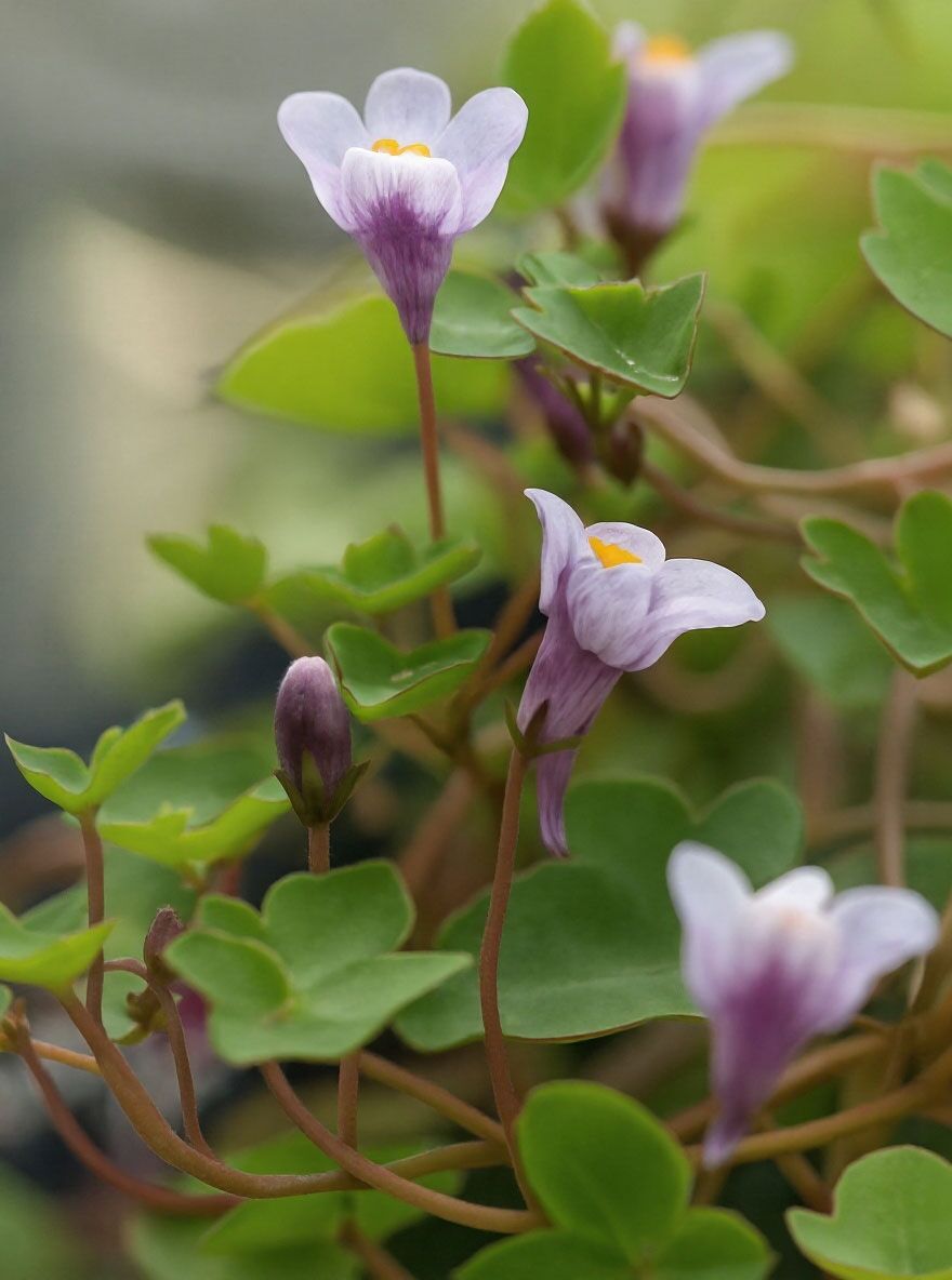 Mauer-Zimbelkraut / Cymbalaria muralis kaufen