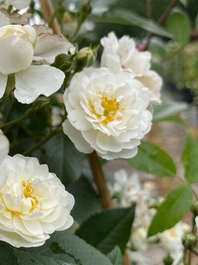 Stammrose Rosa 'Guirlande d'Amour ®' mit weißen, gefüllten Blüten und gelben Staubgefäßen, umgeben von grünem Laub.