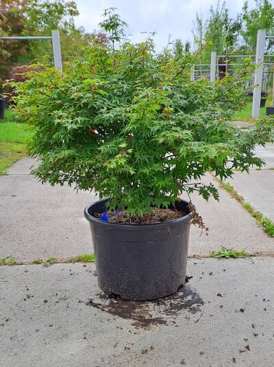 Japanischer Fächer-Ahorn Acer palmatum 'Murasaki Kiyohime', 60–80 cm, im Container, buschiger Wuchs mit gelapptem Laub.
