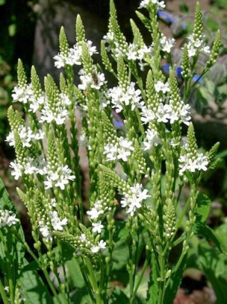 Eisenkraut 'White Spires' / Verbena hastata 'White Spires'