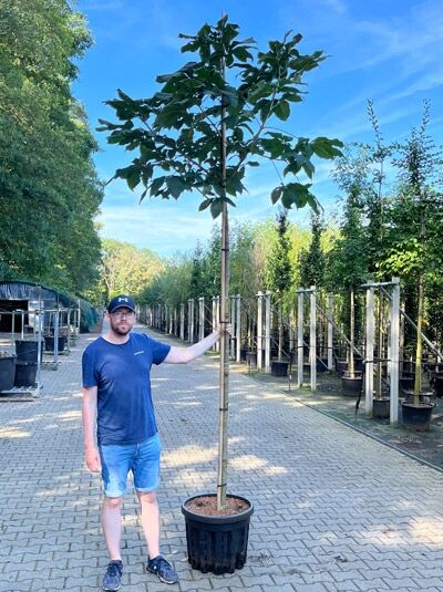 Aesculus carnea 'Briotii' (Rotblühende Roßkastanie) Hochstamm 12-14 StU im Container, mit aufrechtem Stamm und Krone.