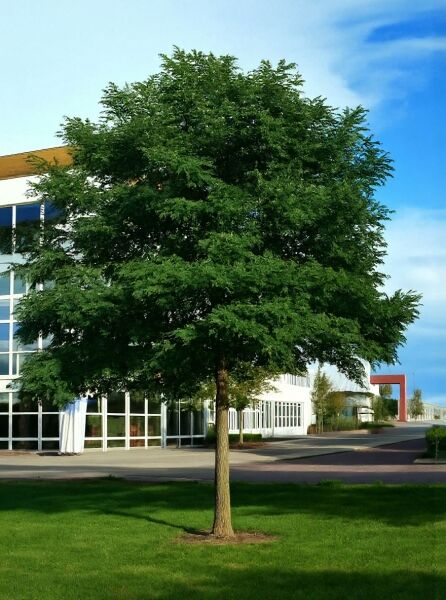 Robinia pseudoacacia 'Bessoniana' (Robinie 'Bessoniana') als Solitärbaum mit dicht verzweigter, rundlicher Krone und grünem Laub