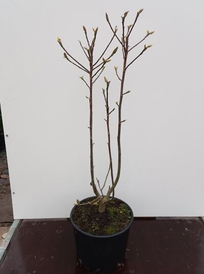 Magnolia ‘Watermelon‘ (Tulpenmagnolie) 100-150 cm im C20-Topf, mehrstämmige Pflanze mit kahlen Trieben und Knospen
