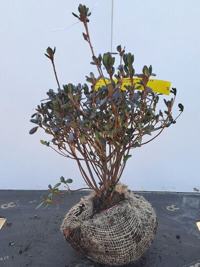 Japanische Azalee 'Purpurkissen' (Rhododendron obtusum 'Purpurkissen') 25–30 cm C4, Pflanze mit Ballen und grünem Laub