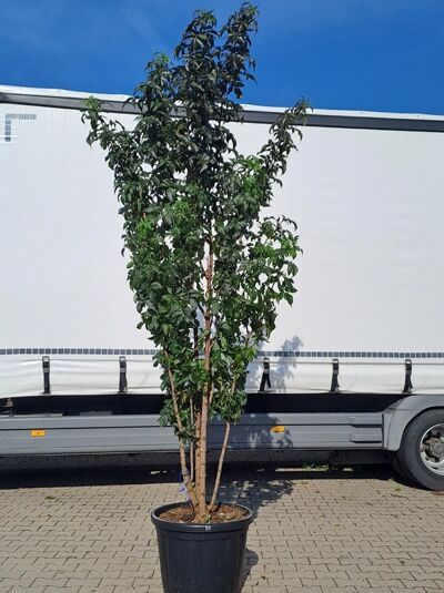 Schwarzer Säulenholunder 'Black Tower ®' / Sambucus nigra 'Black Tower ®' (874299)
