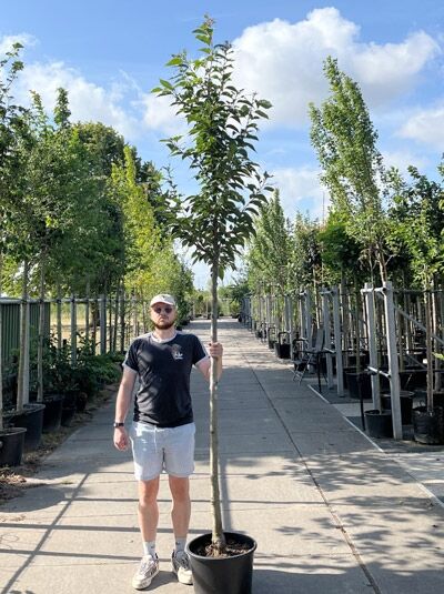 Prunus serrulata 'Sunset Boulevard' / Zierkirsche 'Sunset Boulevard' Hochstamm 10-12 StU im Container mit aufrechtem Stamm und grünem Laub