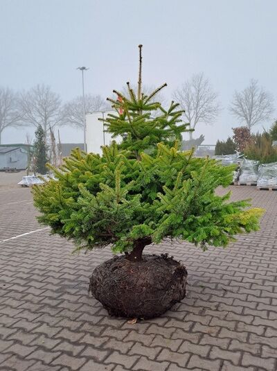 Nordmanns Tanne 'Aurea' - Abies nordmanniana 'Aurea' - Baumschule NewGarden
