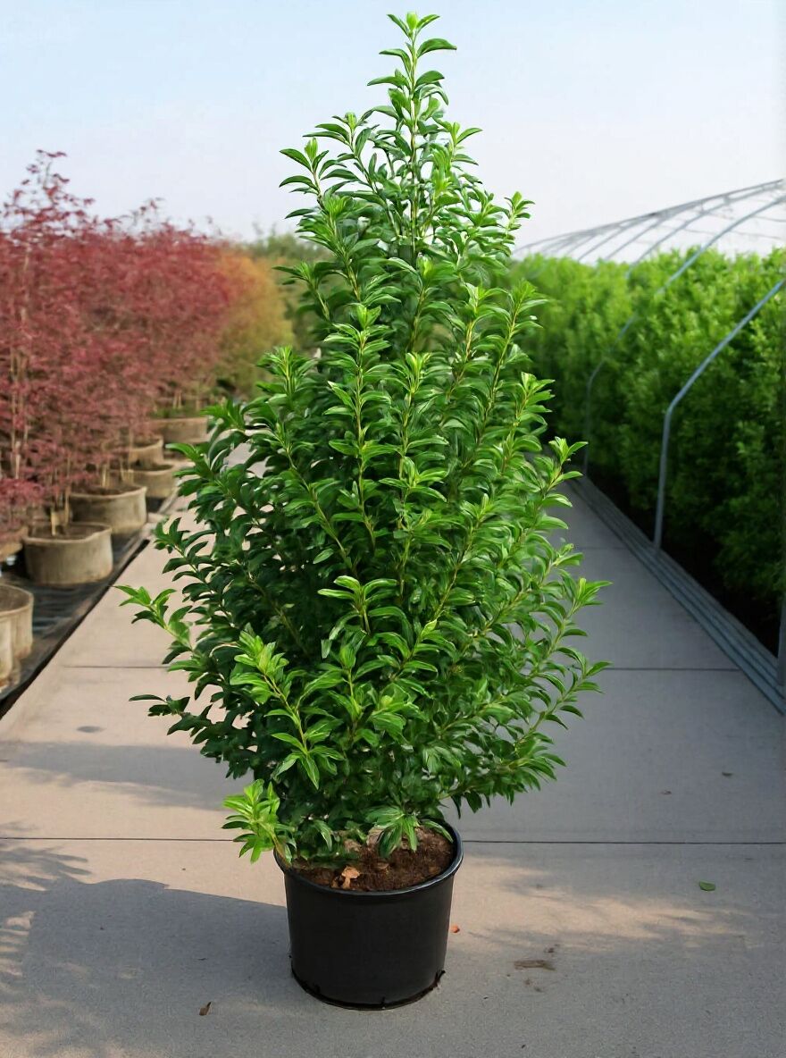 orange princess philodendron Philodendron Orange Princess – Plants-Zen