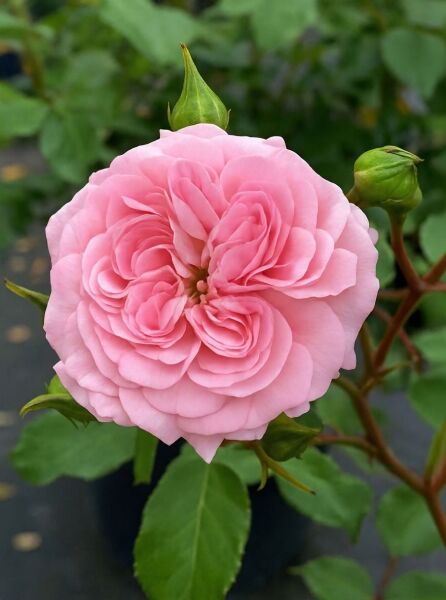 Bodendeckerrose 'Larissa' ® ADR-Rose / Bodendeckerrose 'Larissa' ® ADR-Rose