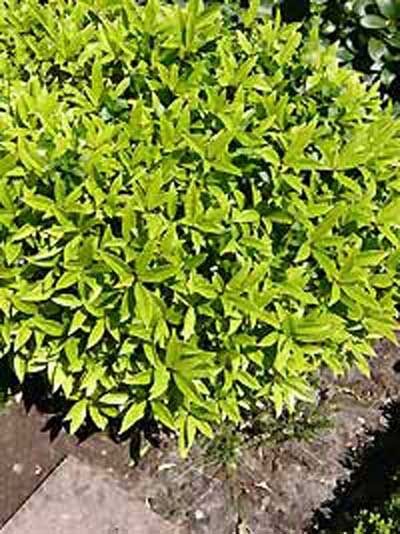 Japanische Lavendelheide / Japanische Lavendelheide