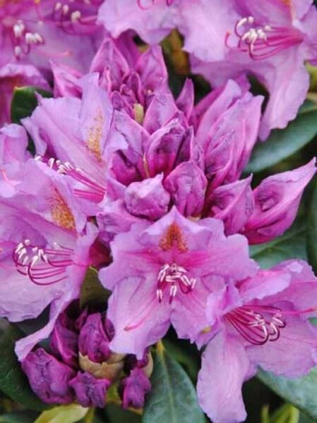 Rhododendron Hybride 'INKARHO Lee's Dark Purple' / Rhododendron 'INKARHO Lee's Dark Purple'