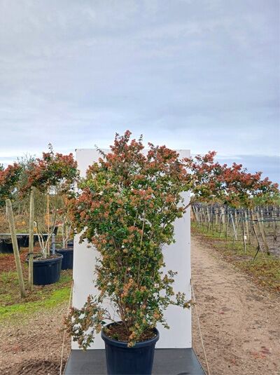 Abelia grandiflora, Großblumige Abelie 150-175 cm, mit grün-rotem Laub, im schwarzen Pflanzkübel, freistehend.