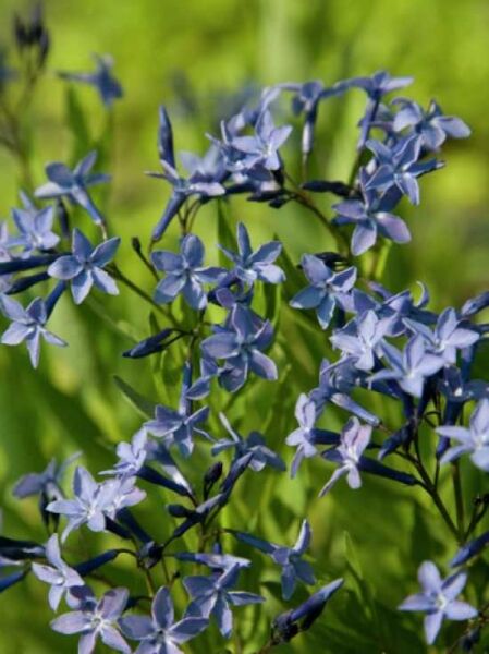 Amsonia orientalis 'Blue Ice' / Blausternbusch / Röhrenstern
