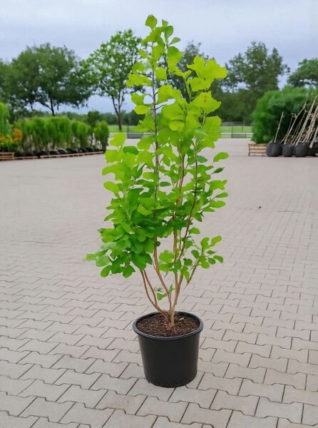Gold-Perückenstrauch Cotinus coggygria 'Golden Spirit' 125-150 cm C20, mehrtriebiger Strauch im schwarzen Pflanztopf mit grünem Laub