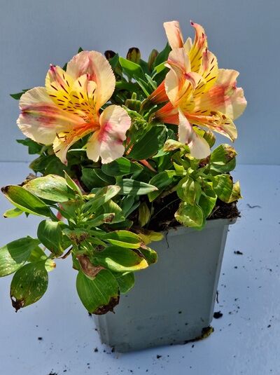 Inkalilie (Alstroemeria cultorum) 'Little Miss Christina ®' P11 im Topf, cremegelbe Blüten mit rosa Streifen und grünem Laub