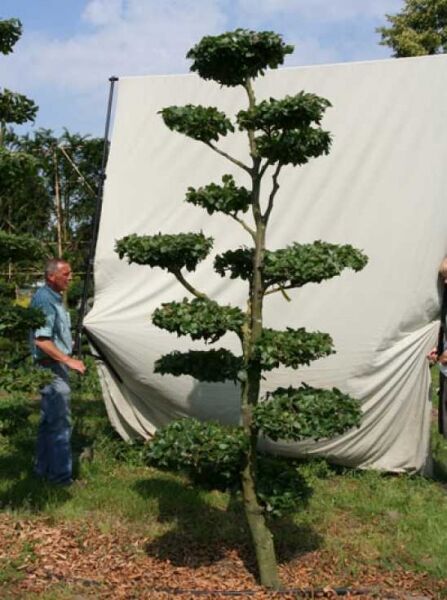 Rotbuche (Fagus sylvatica) Garten-Bonsai, ca. 300 cm hoch und 140 cm breit, in Etagenform geschnittene Krone (702101)