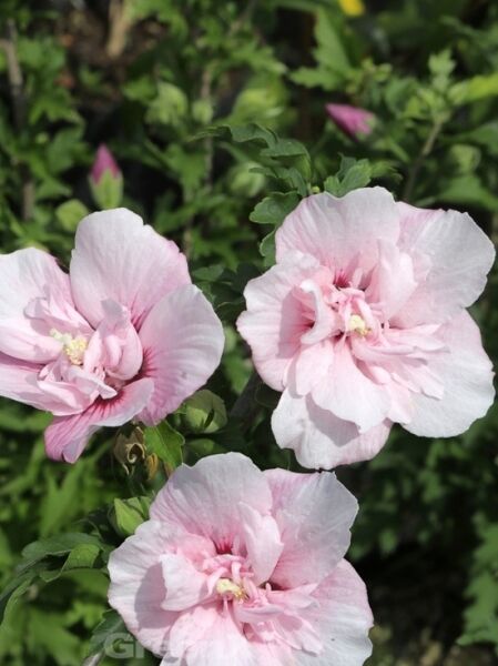 Garten-Eibisch 'Pink Chiffon' ® / Garten-Eibisch 'Pink Chiffon' ®