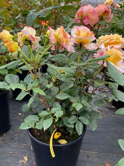 Edelrose 'Aquarell' / Edelrose 'Aquarell'