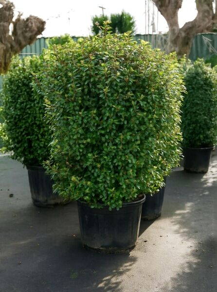 Viburnum tinus 'Eve Price' / Mittelmeer-Schneeball 'Eve Price' 125-150 cm C70, dichter immergrüner Strauch im Container.