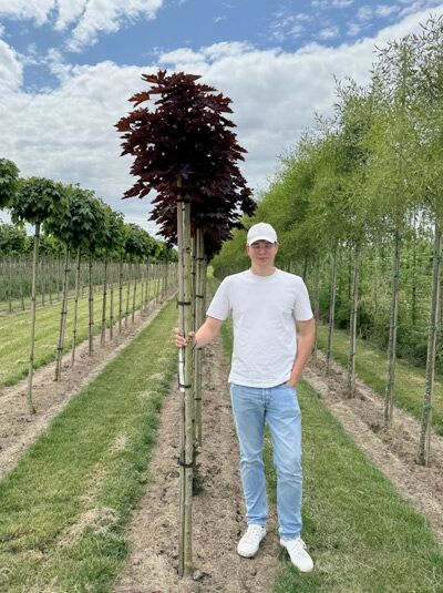 Spitz-Ahorn (Acer platanoides 'Crimson Sentry') Hochstamm 10-12 StU, Baum mit dunkelrotem Laub und Stützpfählen.
