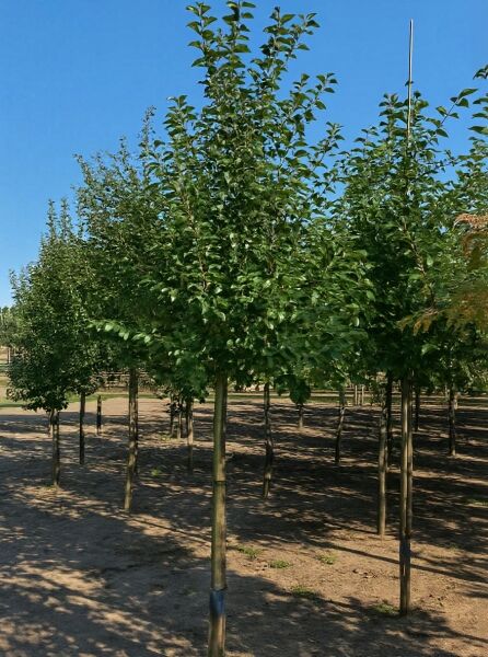 Malus 'Evereste' / Zierapfel 'Evereste' Hochstamm 18-20 StU mit durchgehendem Stamm und dichter, grüner Krone