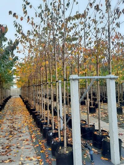 Prunus 'Accolade' – Frühe Zierkirsche 'Accolade' Hochstamm 10-12 StU im Container, Jungbaum mit Stamm und Krone in Baumschule
