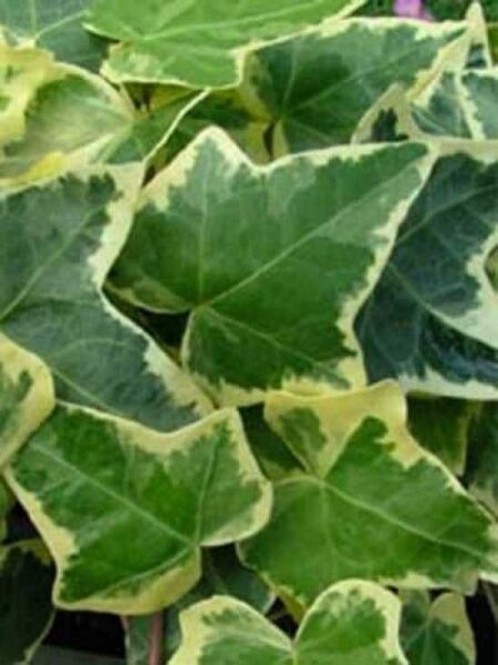 Gelbbunter Efeu 'Goldchild' / Hedera helix 'Goldchild'