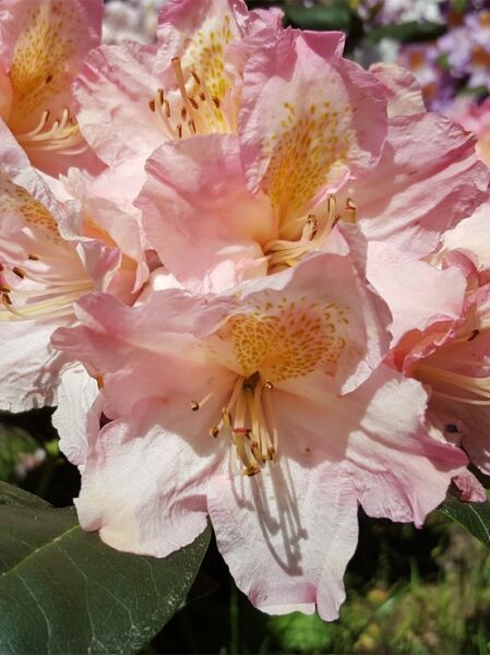 Rhododendron Hybride 'Märchenfee' / Rhododendron 'Märchenfee'