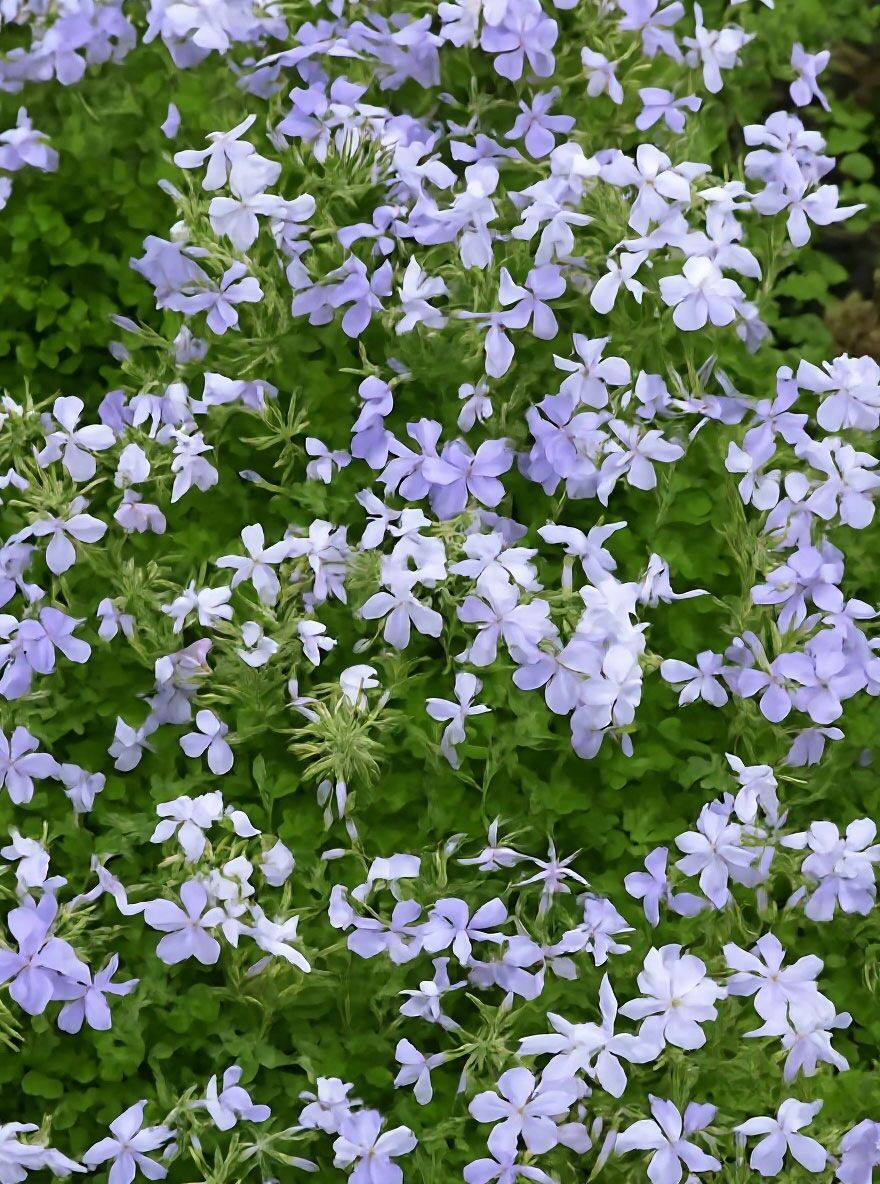 Blauer Wander-Phlox 'Blue Ridge' - Phlox stolonifera 'Blue Ridge'