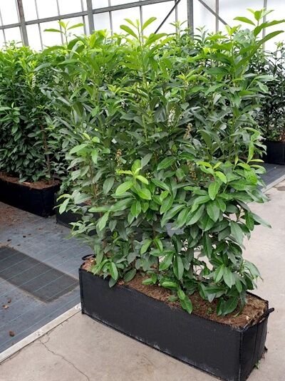 Prunus laurocerasus 'Genolia' / Kirschlorbeer 'Genolia' / Fertighecke / Heckenelement 140 cm