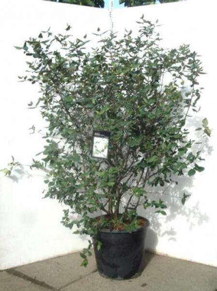 Viburnum burkwoodii / Immergrüner Duft-Schneeball