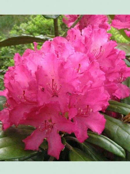 Rhododendron 'Hellikki' / Rhododendron smirnowii 'Hellikki'
