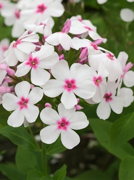 Hohe Flammenblume 'White Eye Flame ®' / Hohe Flammenblume 'White Eye Flame ®'