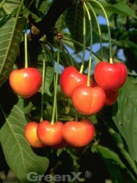Süßkirsche 'Große Prinzessin' / 'Napoleon' / Prunus avium 'Große Prinzessin'
