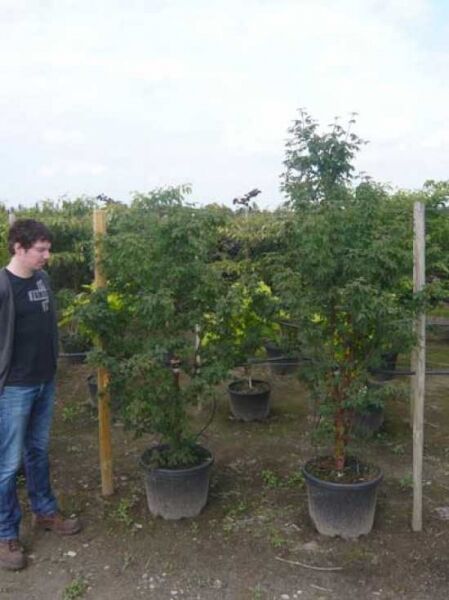 Zimt-Ahorn / Acer griseum