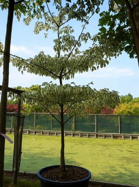 Cornus controversa 'Variegata' (Weißbunter Pagoden-Hartriegel) Solitär im Container C200, 250–300 cm, mit weiß panaschiertem Laub
